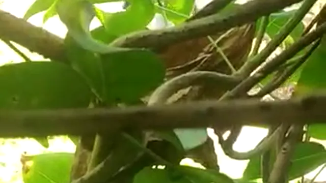 Hot Indian Couple Steals Passionate Kiss in Hidden Park