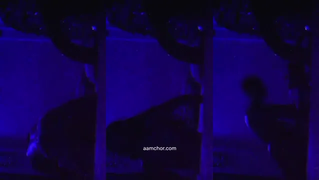 Watch 孟加拉语女友在洗手间被爆菊的泄露视频 full viral video leaked