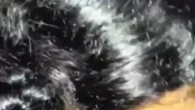 Watch Seductive Bhabhi Sucks Devar's Cock in Steamy Blowjob Scene full viral video leaked